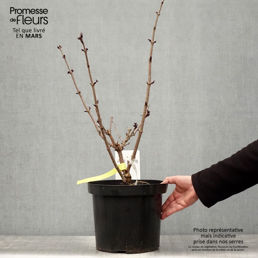 Sambucus nigra Black Tower - Black Elder 7.5L/10L potShipped height around 60/80cm sample as delivered in spring