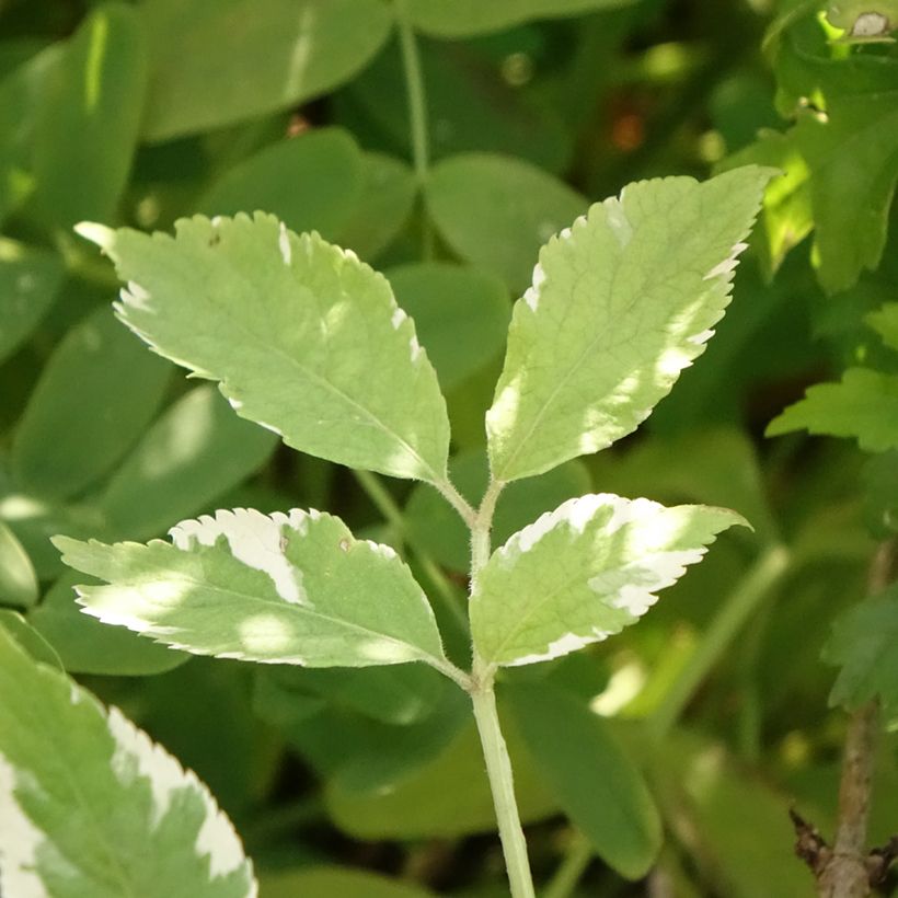 Sambucus nigra Golden Spark (Foliage)