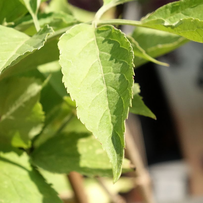 Sambucus nigra Korsor - Black Elder (Foliage)