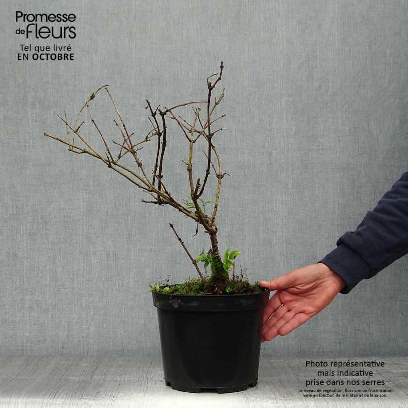 Sureau noir - Sambucus nigra Linearis Pot de 3L/4L sample as delivered in autumn