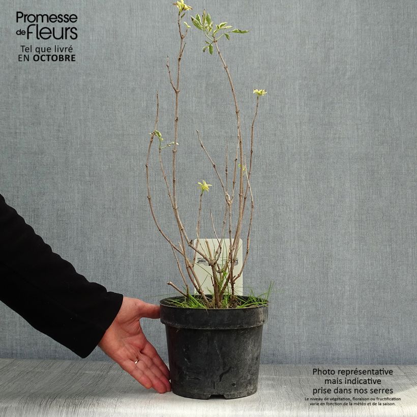Sambucus nigra Madonna - Black Elder 3L/4L pot sample as delivered in autumn