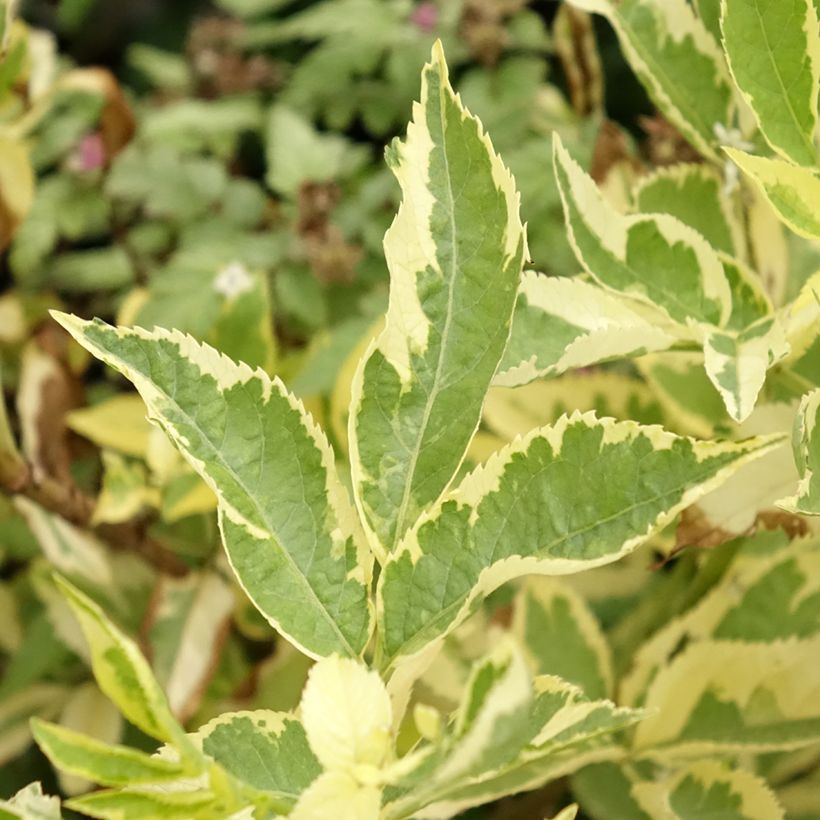 Sambucus nigra Madonna - Black Elder (Foliage)