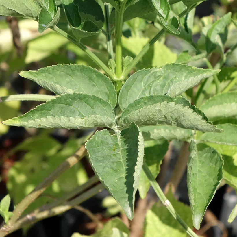 Sambucus nigra - Black Elder (Foliage)