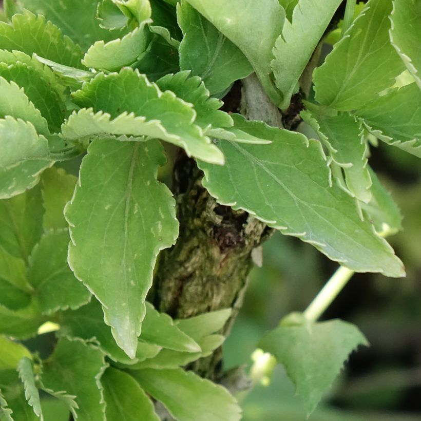 Sambucus nigra Pyramidalis - Elder (Foliage)