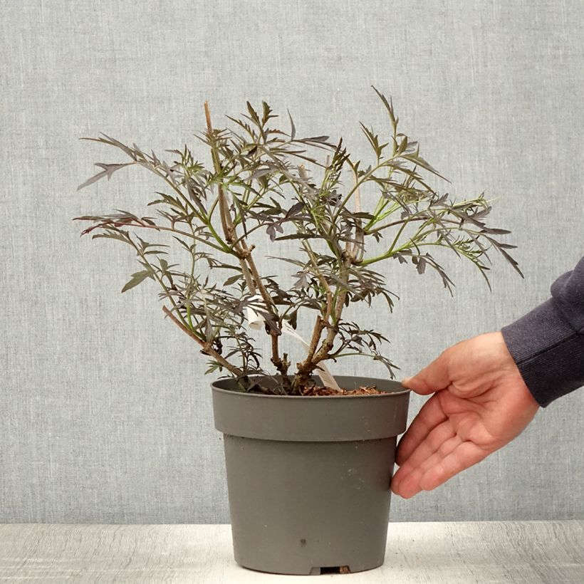 Sambucus nigra Straight Laced - Black Elder 3L/4L pot sample as delivered in summer