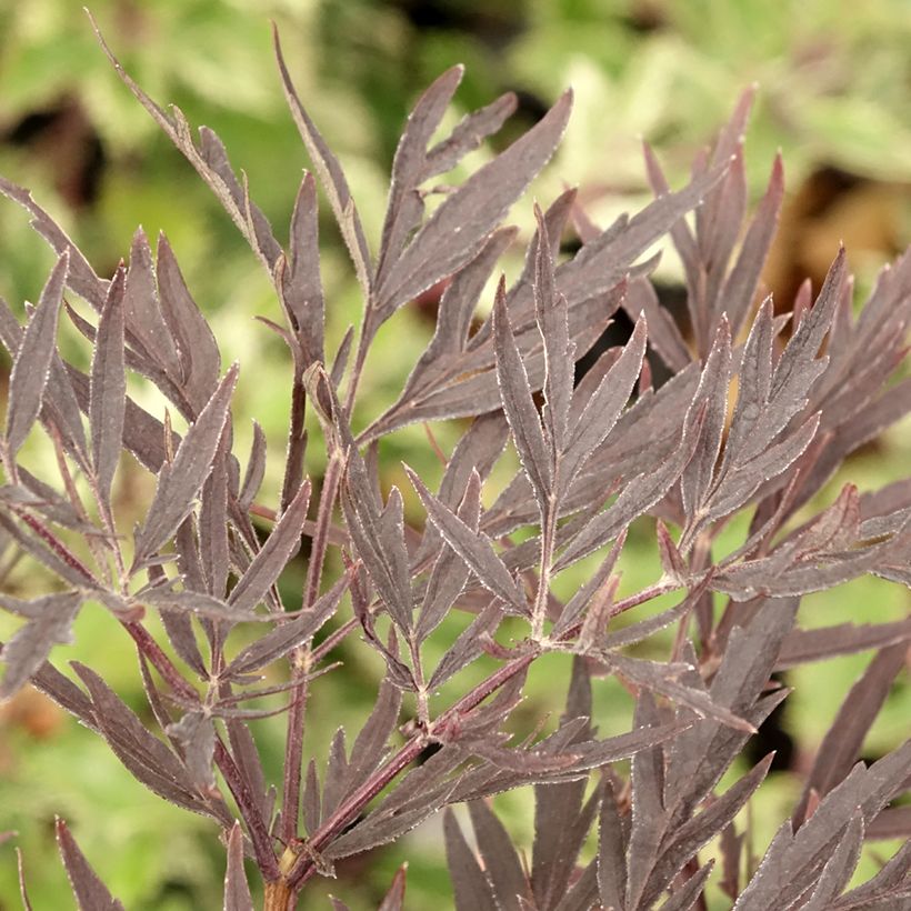 Sambucus nigra Straight Laced - Black Elder (Foliage)