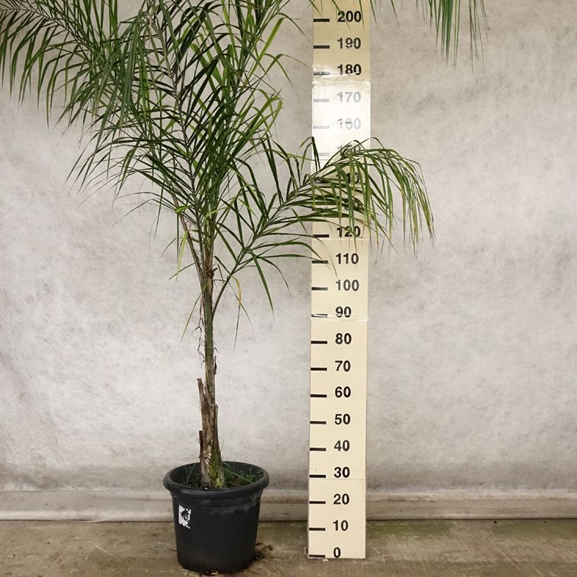 Syagrus romanzoffiana - Queen Palm 20L/25L pot sample as delivered in autumn