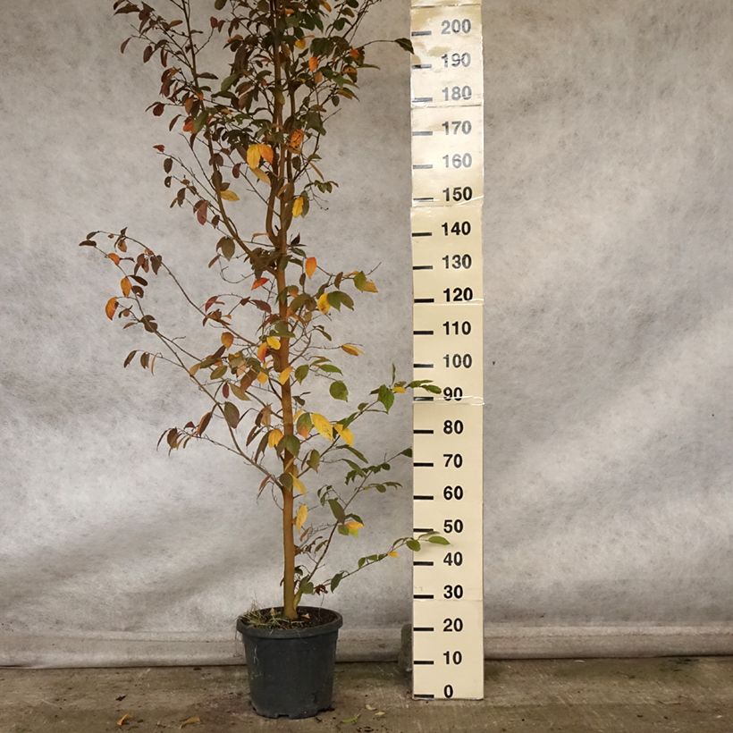 Sycoparrotia semidecidua Autunno Rosso 7.5L/10L pot sample as delivered in autumn