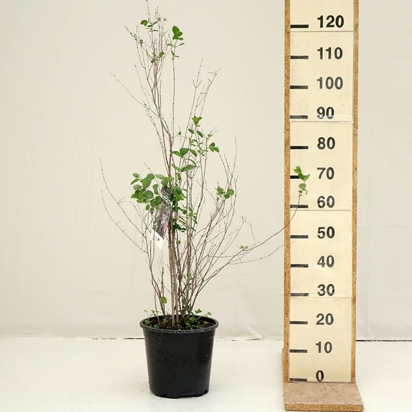 Symphorycarpos albus 7.5L/10L potShipped height around 80/100cm sample as delivered in spring