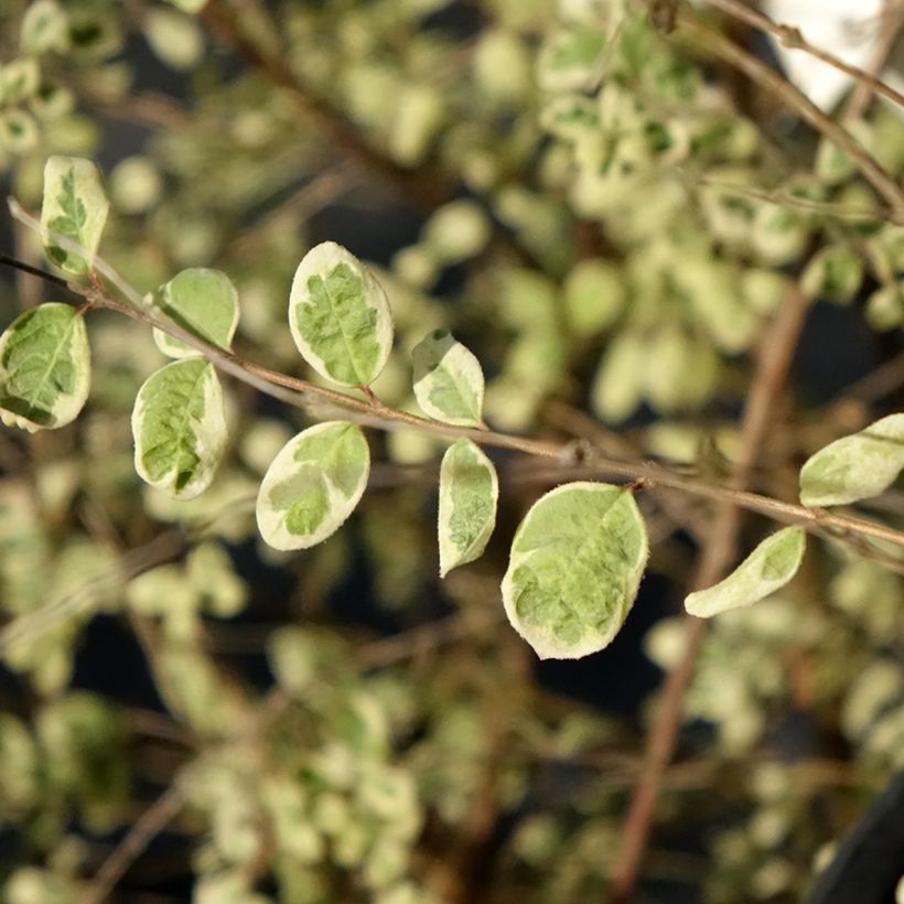 Symphorycarpos chenaultii Fiesta Berry (Foliage)
