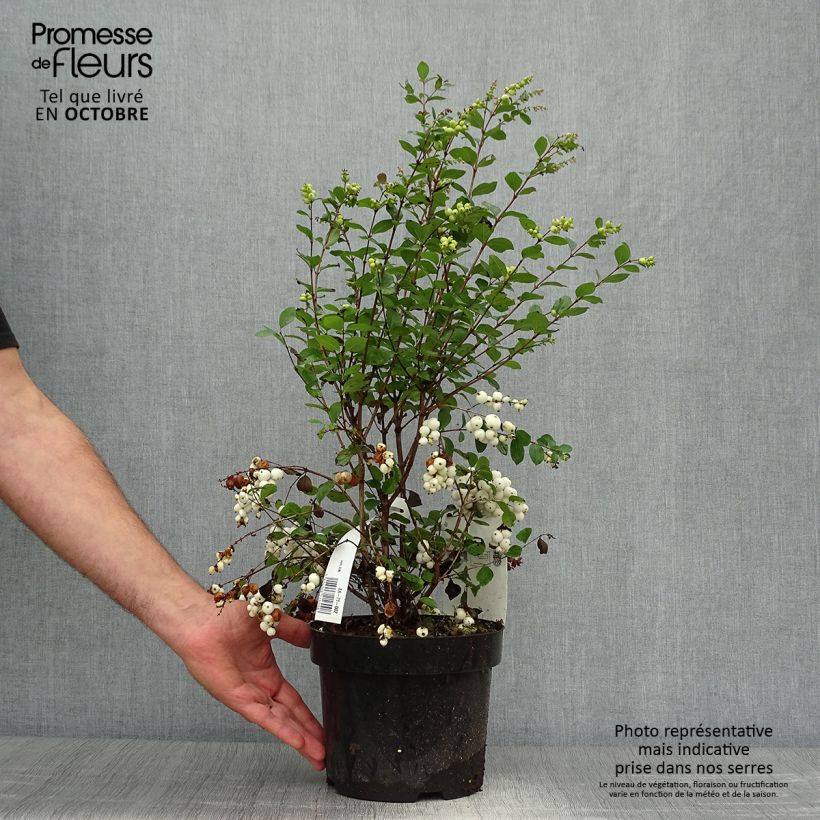 Symphoricarpos doorenbosii Magical Galaxy 3L/4L pot sample as delivered in autumn
