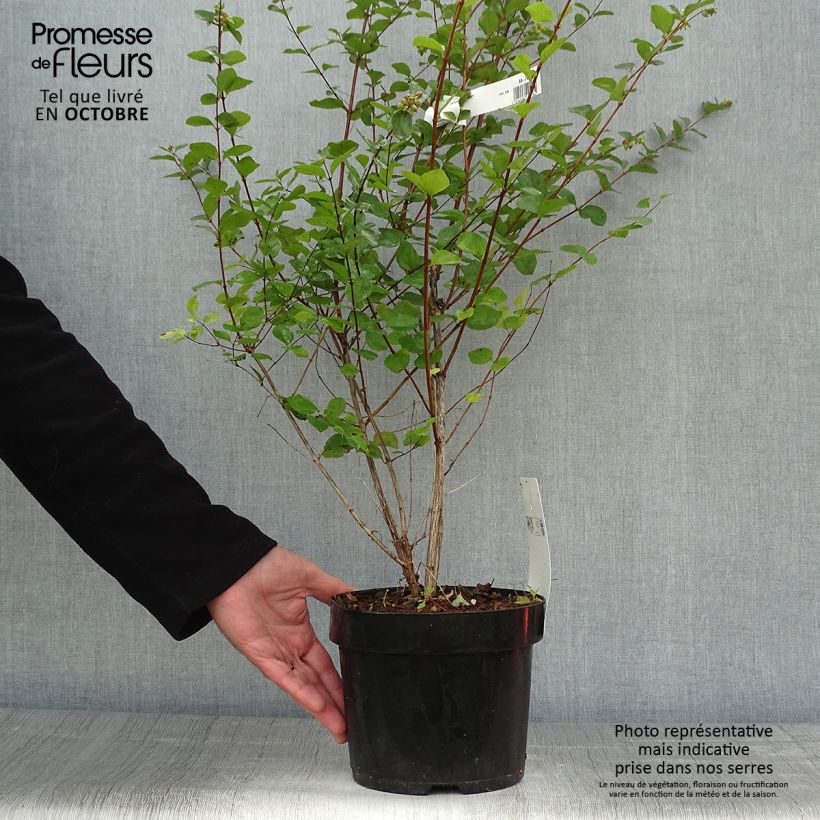 Symphoricarpos doorenbosii Amethyst 2L/3L pot sample as delivered in autumn