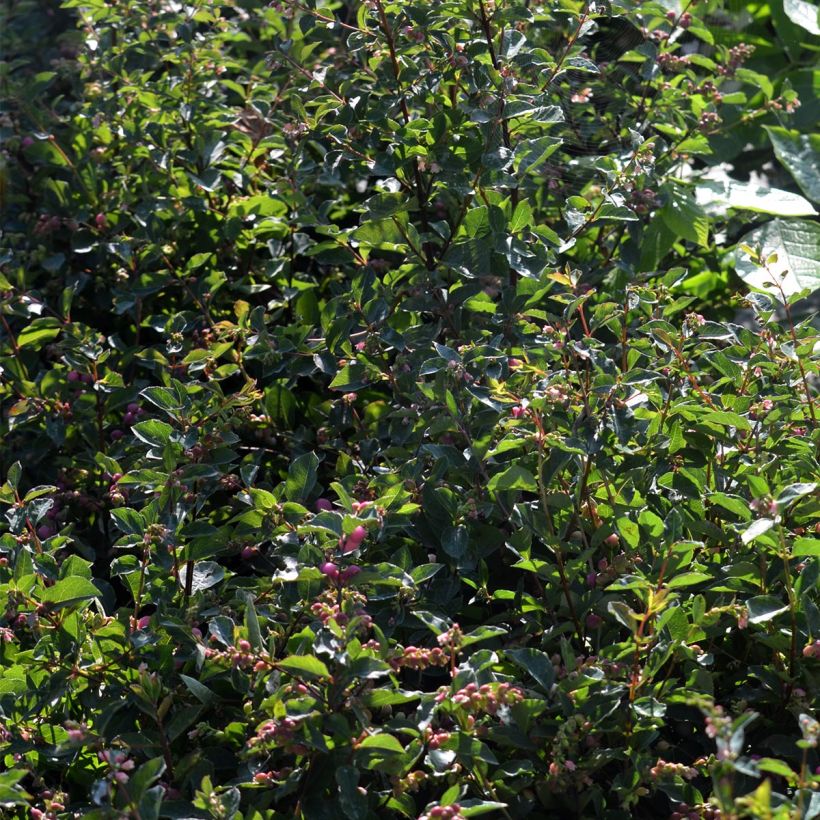 Symphoricarpos doorenboosii Magical Candy (Foliage)