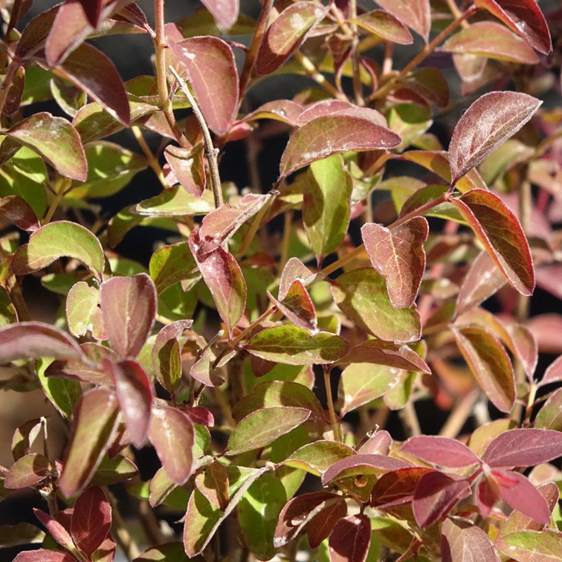 Symphorycarpos x doorenboosii Magical Berry Christmas - Doorenbos coralberry (Foliage)