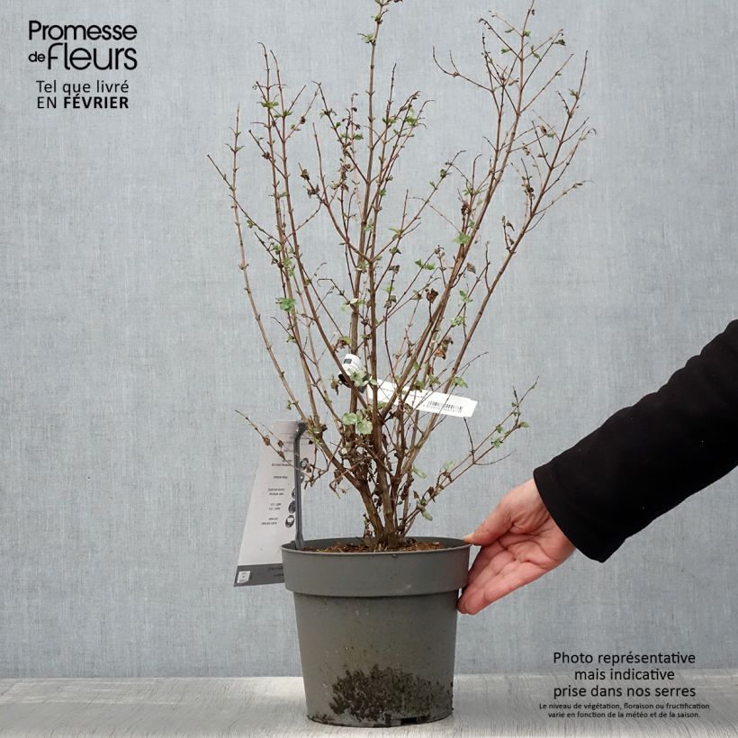Symphoricarpos orbiculatus Symphony Rock 4L/5L pot sample as delivered in winter