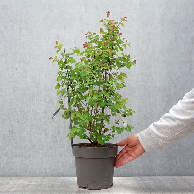Symphoricarpos orbiculatus Symphony Rock 4L/5L potShipped height around 40/60cm sample as delivered in spring