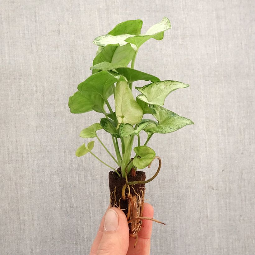 Syngonium Confetti - Mini-motte Ø 3/4 cm sample as delivered in spring