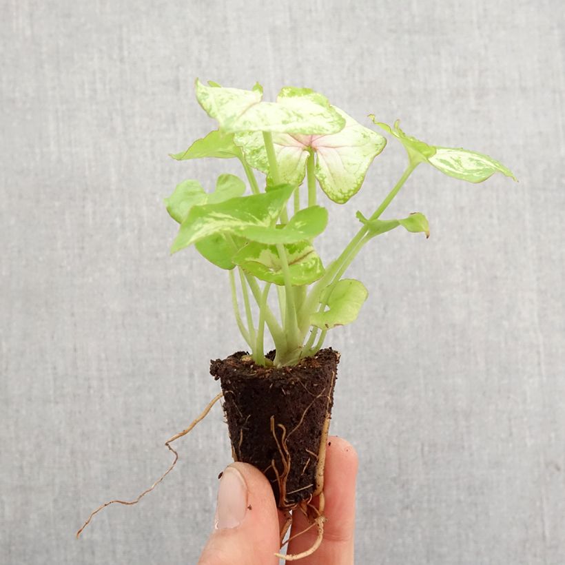Syngonium podophyllum Golden Allusion - Arrowhead plant - Arrowhead Vine - Arrowhead Philodendron - Goosefoot - Nephthytis Plug plant 3/4cm sample as delivered in spring