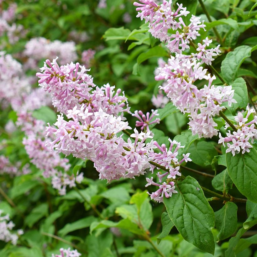 Syringa josikae (Flowering)