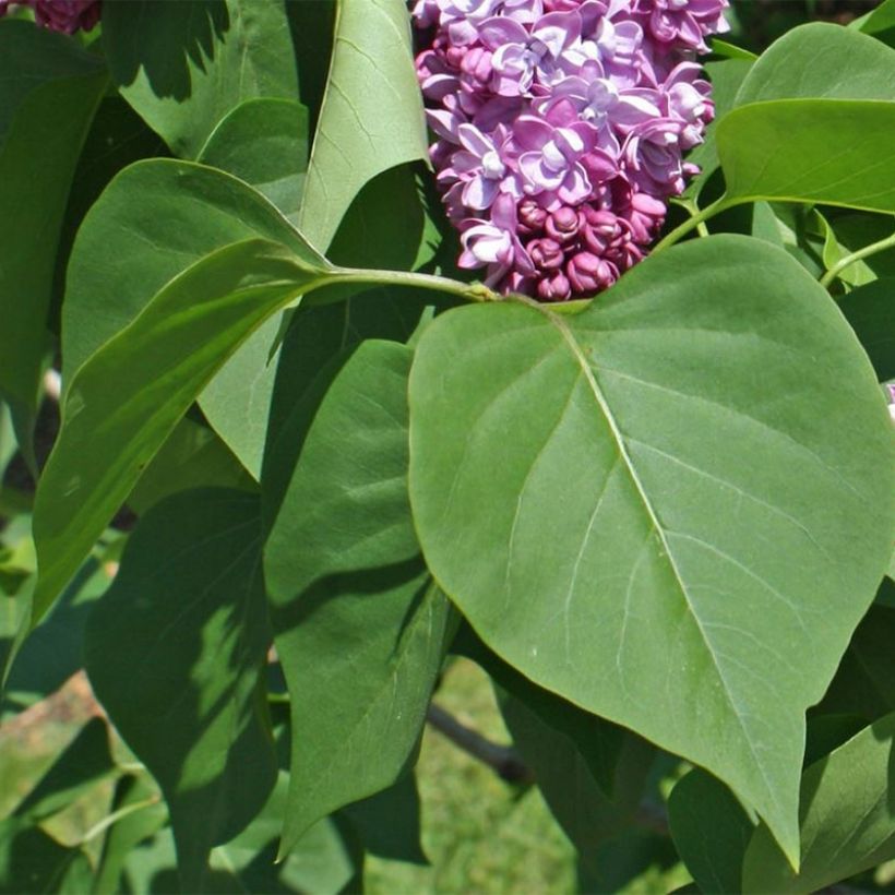 Syringa vulgaris Paul Thirion - Common Lilac (Foliage)