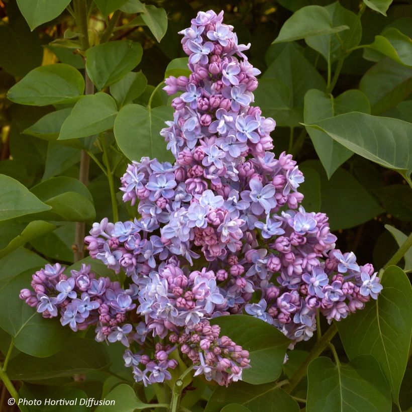 Syringa vulgaris Président Grevy - Common Lilac (Flowering)