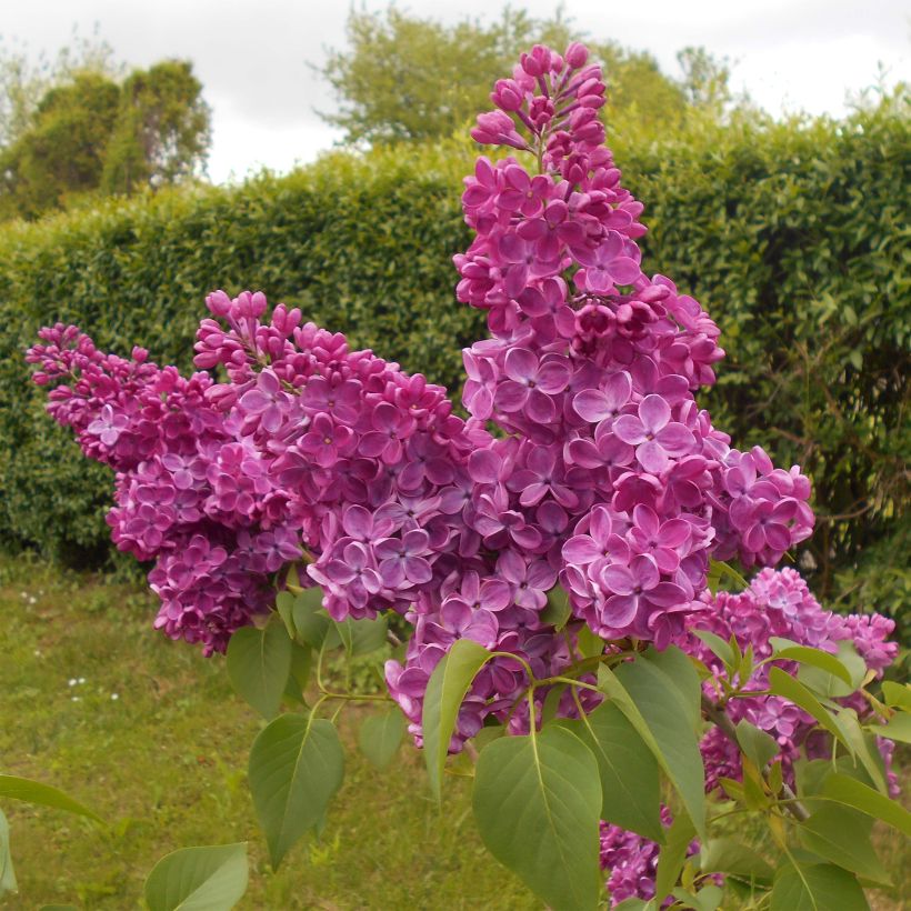 Syringa vulgaris Znamya Lenina - Common Lilac (Plant habit)