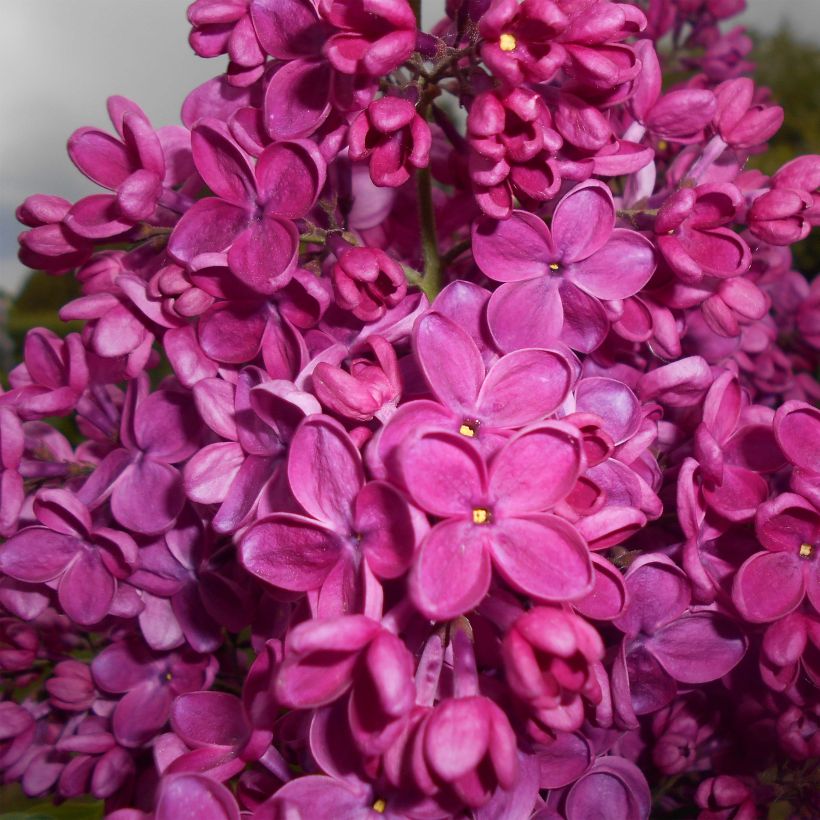 Syringa vulgaris Znamya Lenina - Common Lilac (Flowering)