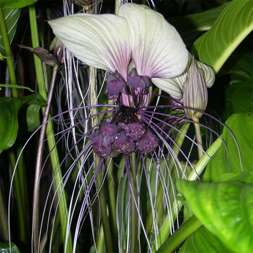 Tacca integrifolia (Flowering)