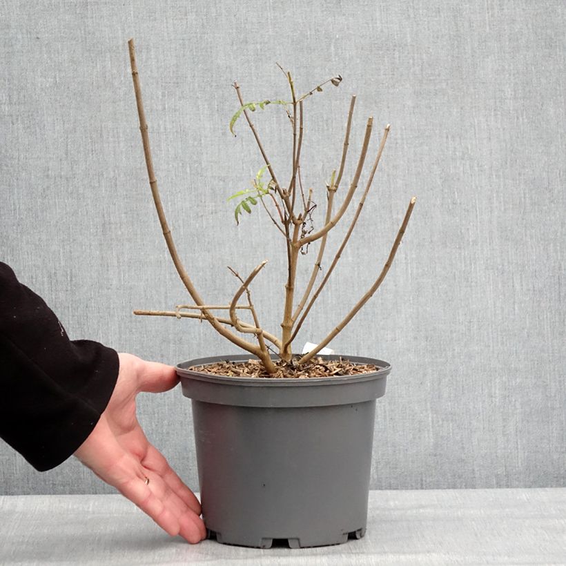 Tagetes lemmonii - Mexican Marigold 3L/4L pot sample as delivered in winter