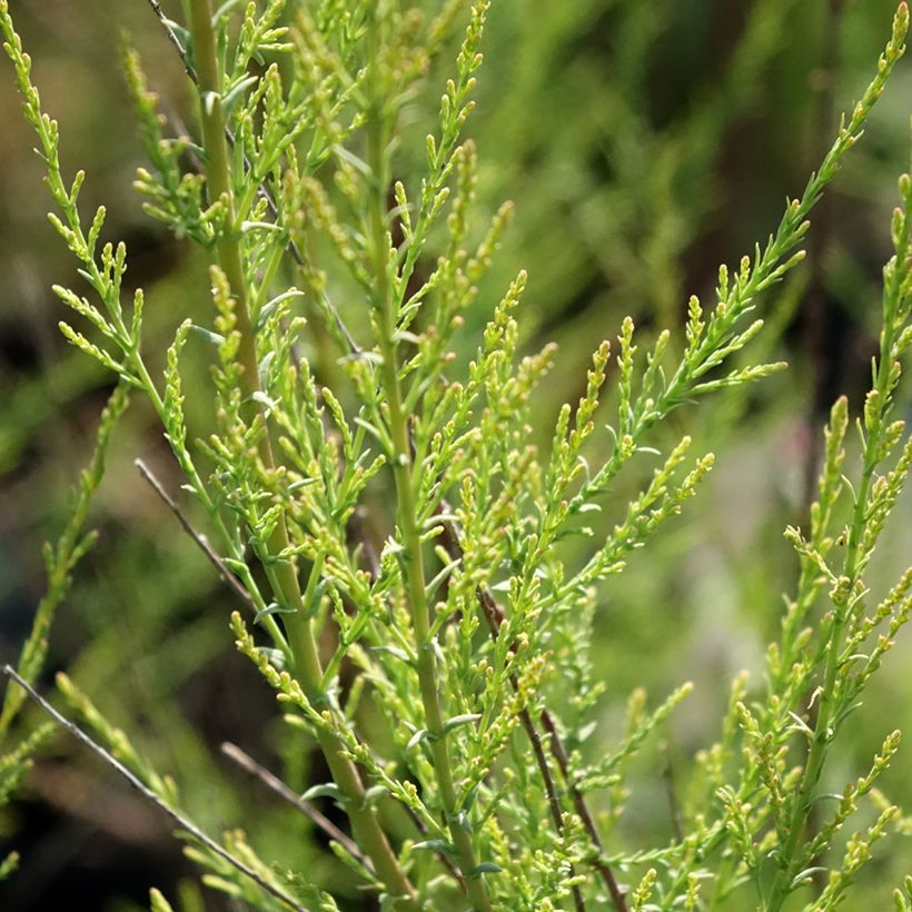 Tamarix ramosissima Rubra (Foliage)