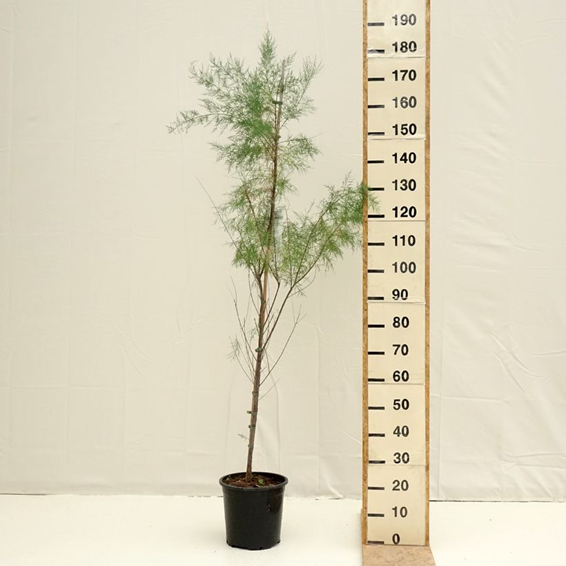 Tamarix ramosissima Pink Cascade - Pot de 7,5L/10L sample as delivered in spring