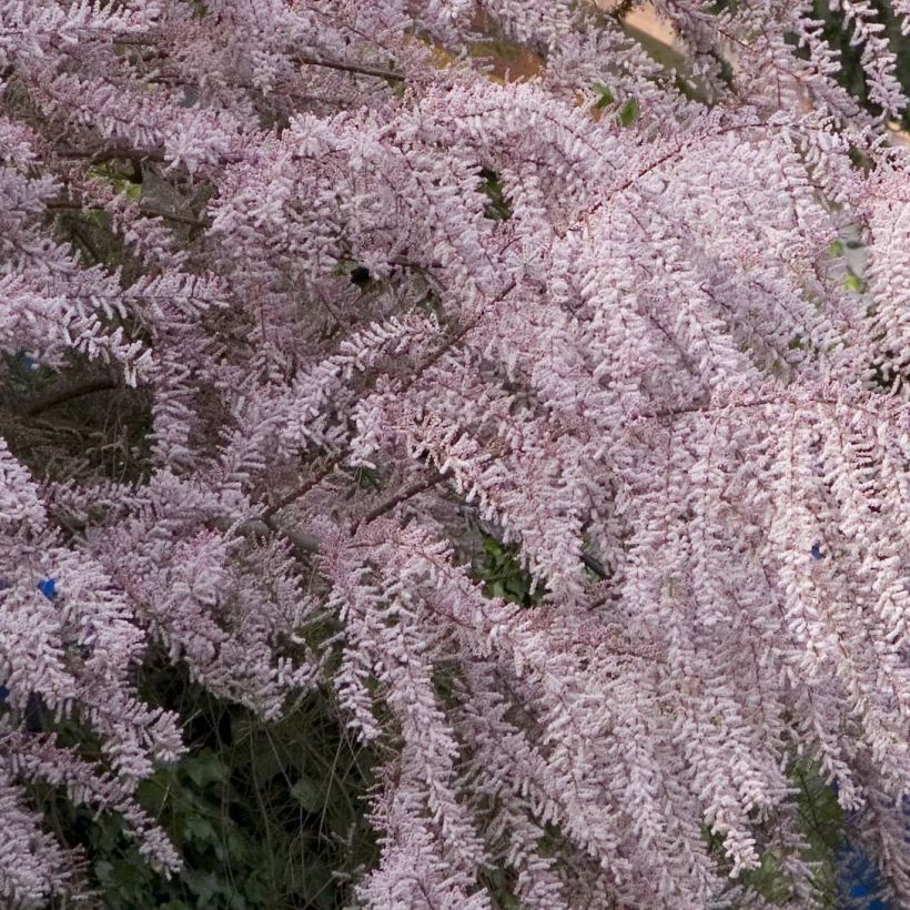 Tamarix tetrandra (Flowering)