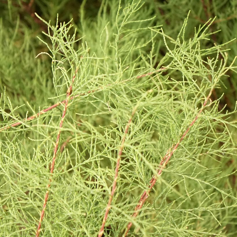 Tamarix tetrandra (Foliage)