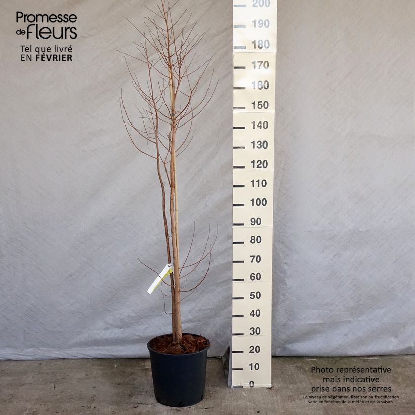 Taxodium distichum - Swamp cypress sample as delivered in winter