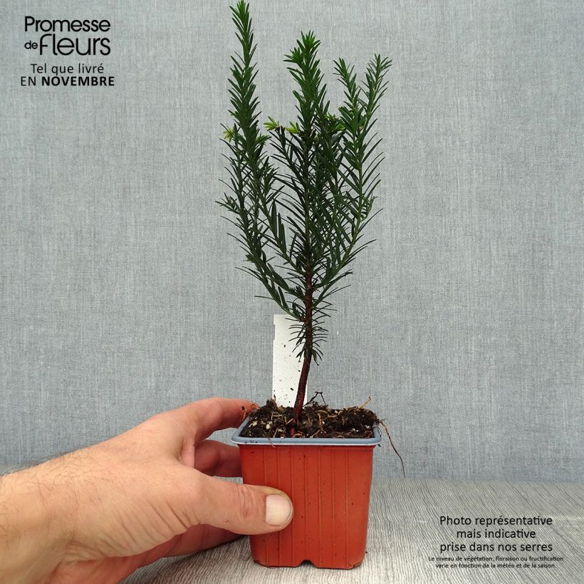 Taxus baccata en godet de 9cm - If commun sample as delivered in autumn