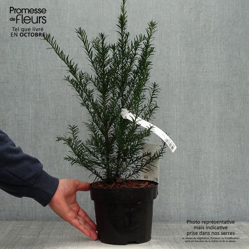 Taxus baccata en pot de 3L - If commun sample as delivered in autumn