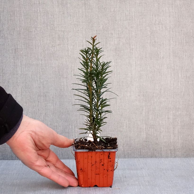 Taxus baccata Fastigiata Robusta - Yew 8/9 cm pot sample as delivered in winter