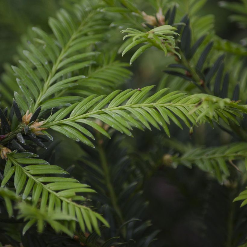 Taxus baccata - Yew (Foliage)