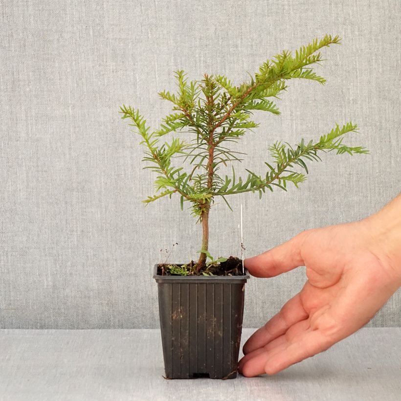 Taxus baccata - Yew 8/9 cm pot sample as delivered in summer