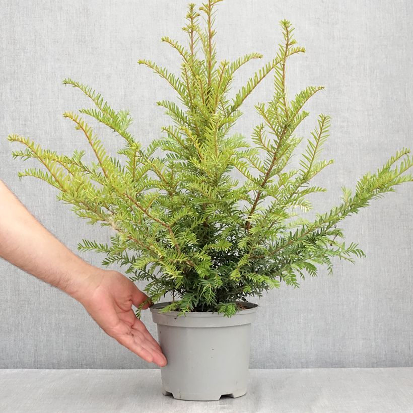 Taxus baccata - Yew 2L/3L pot sample as delivered in summer