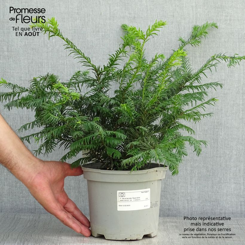 Taxus baccata Repandens - Yew 2L/3L pot sample as delivered in summer