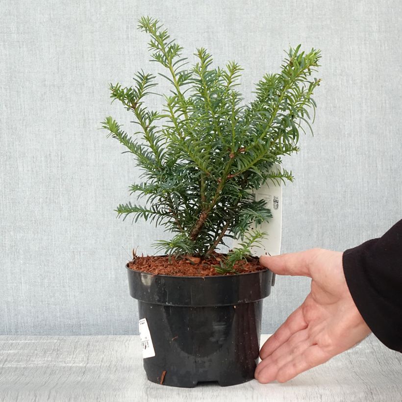 Taxus baccata Summergold - If commun doré Pot de 2L sample as delivered in autumn