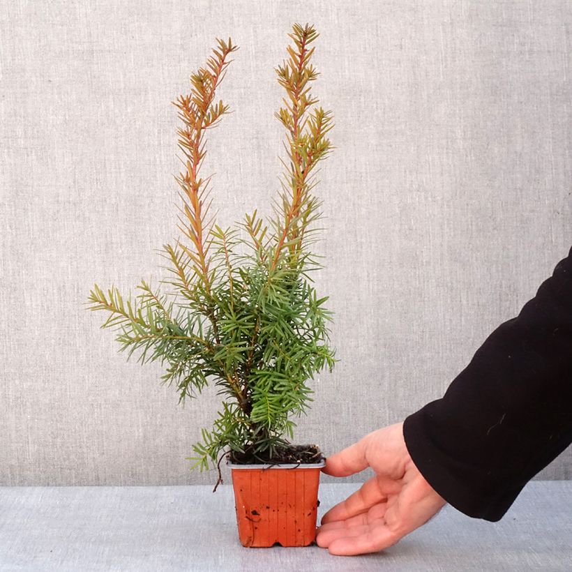 Taxus media Densiformis - Yew 8/9 cm pot sample as delivered in winter