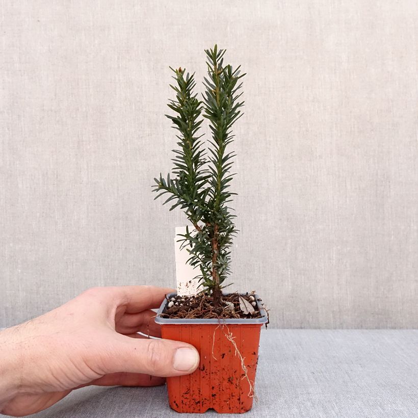 Taxus media Hillii - Yew 8/9 cm pot sample as delivered in winter