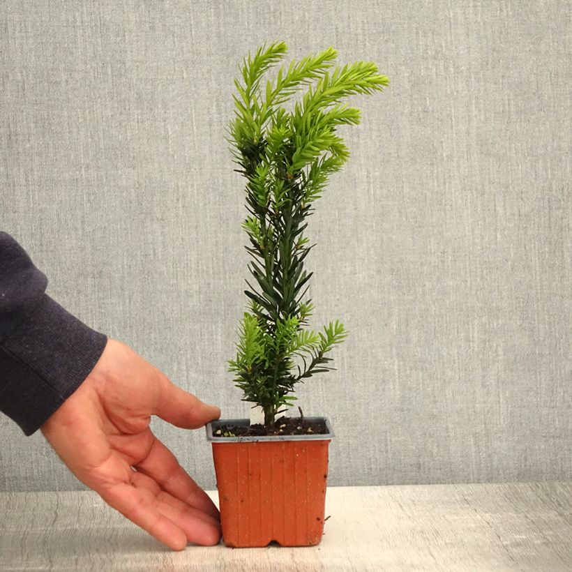 Taxus media Hillii - If hybride - Godet de 8/9 cm sample as delivered in spring