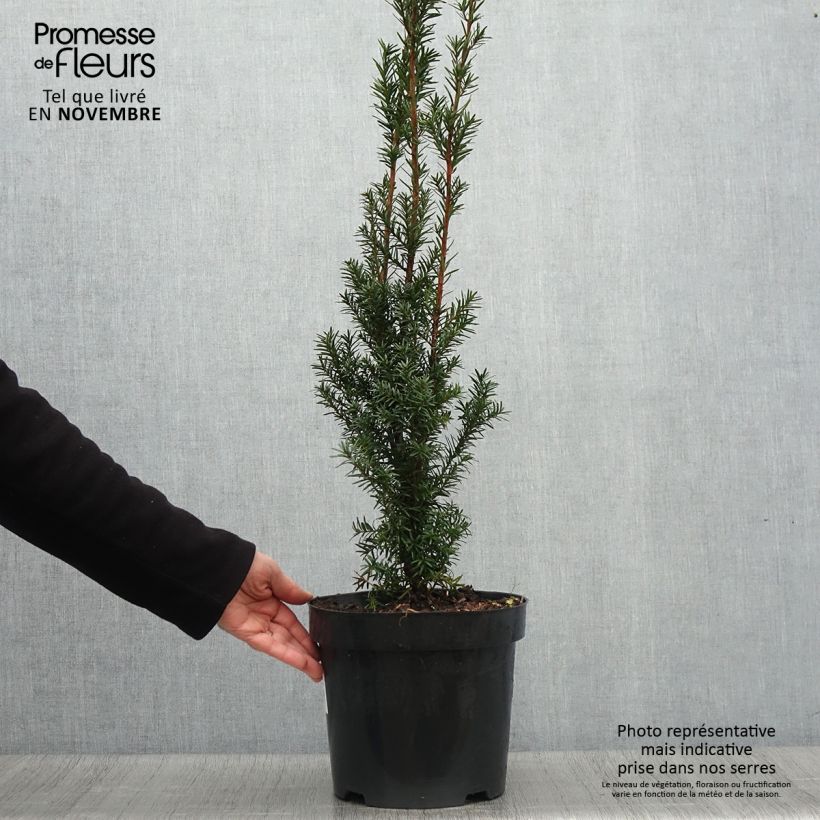 Taxus x media Hicksii - If hybride Pot de 7,5L/10L sample as delivered in autumn