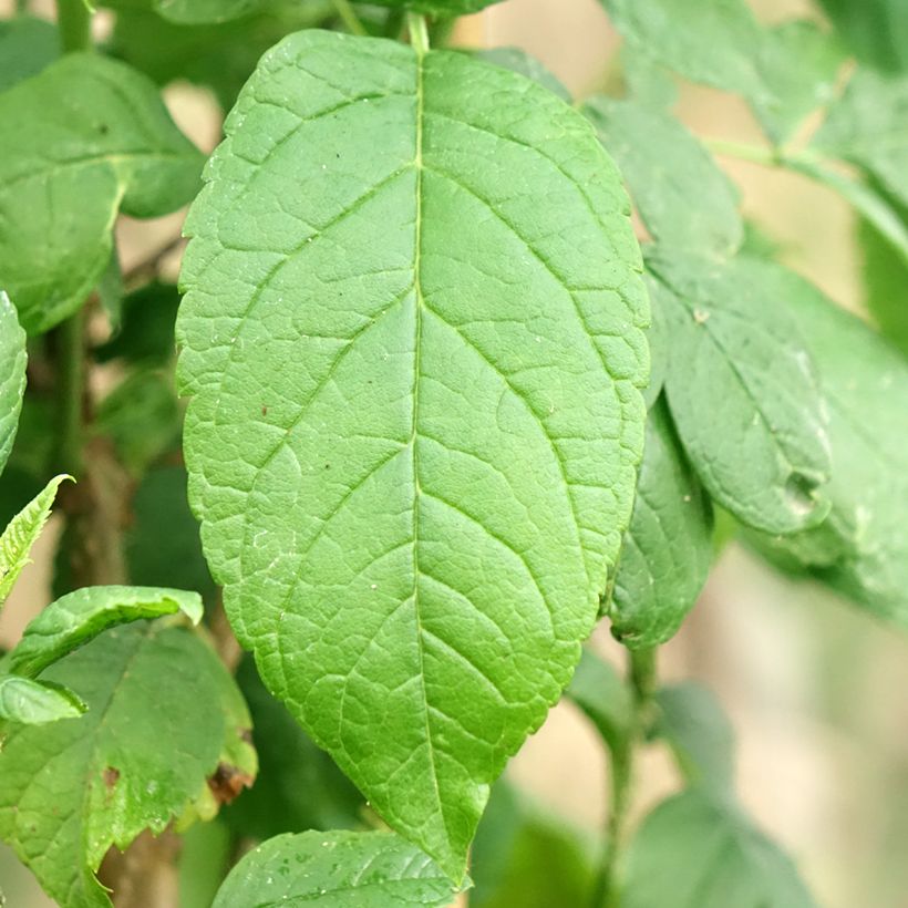 Tecoma stans (Foliage)