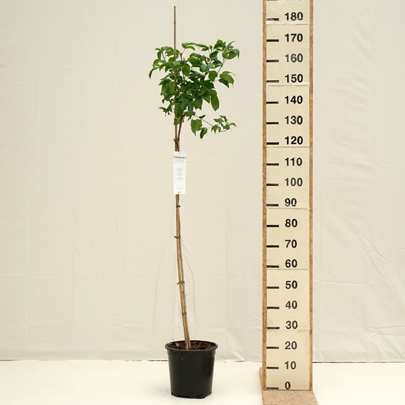 Tecoma stans - Trompette d'or - Pot de 7,5L/10L sample as delivered in spring