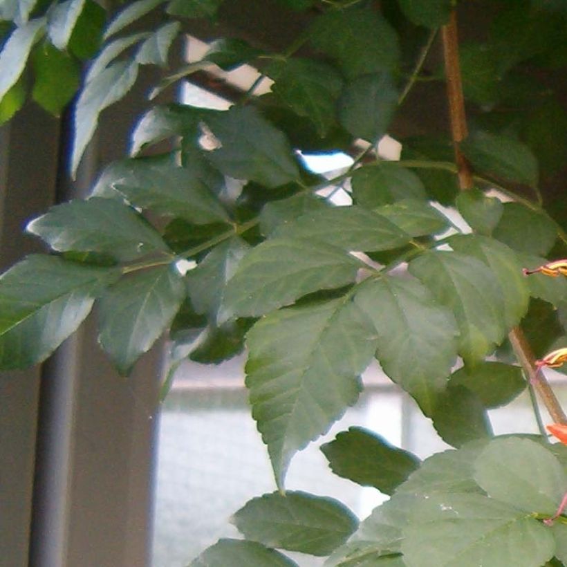 Tecoma capensis (Foliage)