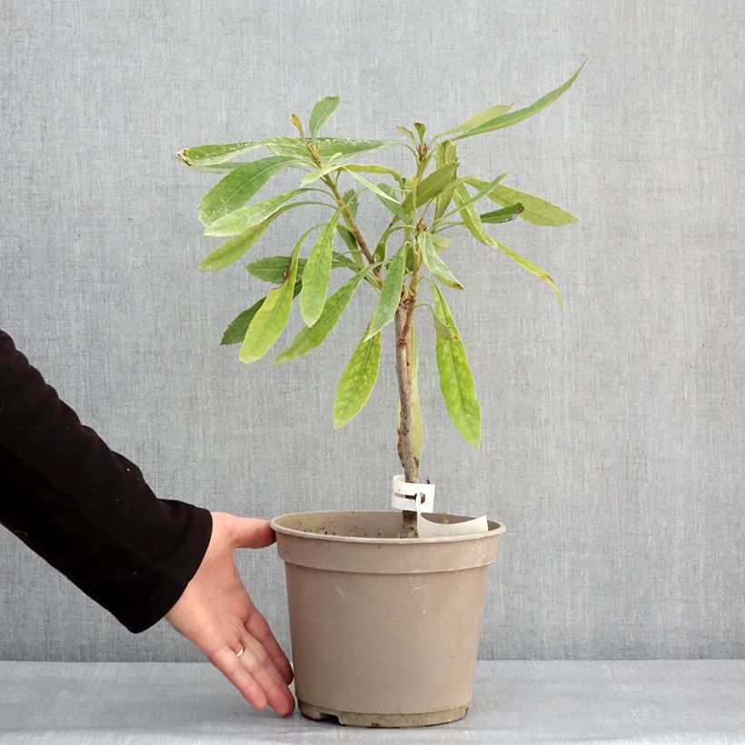 Telopea speciosissima White 4L/5L potShipped height around 30/40cm sample as delivered in winter